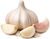Coradeluz — ajo (Allium sativum)